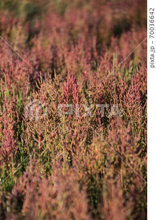 サンゴ草 70036642