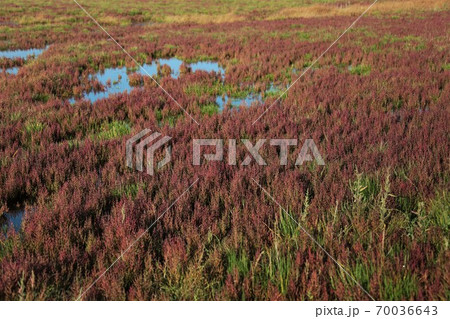 サンゴ草 70036643