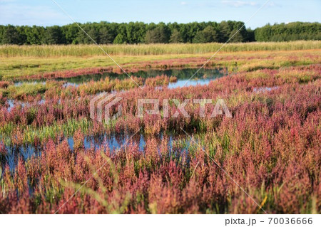 キムアネップ岬サンゴ草群落（北海道常呂町） 70036666