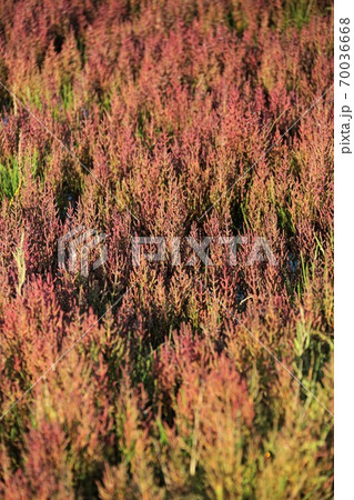 キムアネップ岬サンゴ草群落（北海道常呂町） 70036668