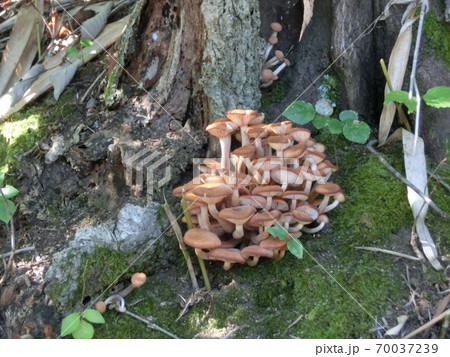 ナラタケモドキ 食用きのこ ナラタケモドキ 食用きのこ 70037239