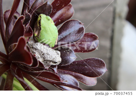 二匹の蛙 二匹の蛙 70037455