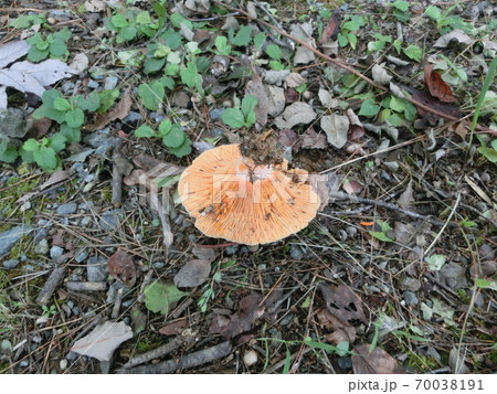 アカハツ　食用きのこ 70038191