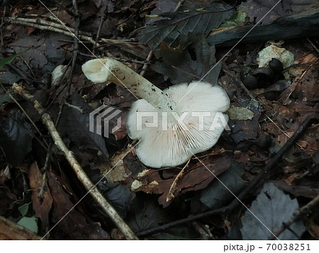 クサウラベニタケ　猛毒きのこ 70038251