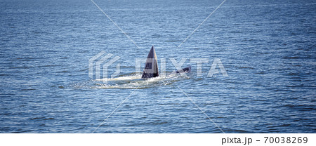 bryde's whale watching in gulf of thailand 70038269