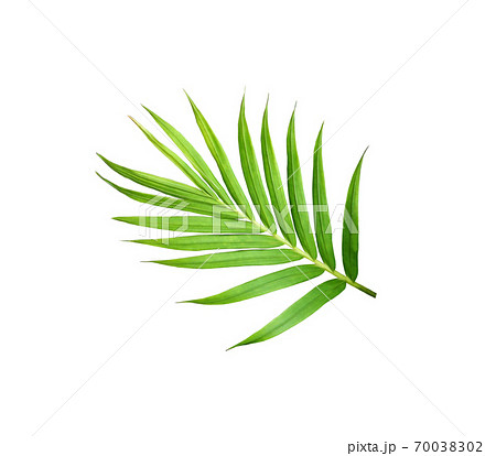 green leaf of palm tree isolated on white 70038302