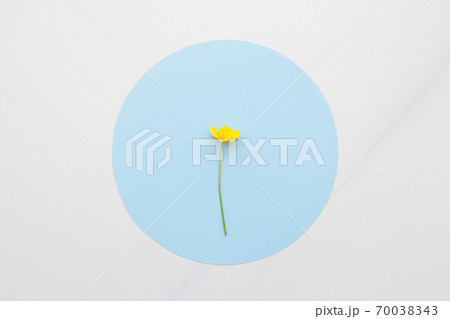 Minimalistic yellow flower on a blue circle. Cosmetics on natural herbs concept. White marble combined with blue and yellow colors Minimalistic yellow flower on a blue circle. Cosmetics on natural herbs concept. White marble combined with blue and yellow colors 70038343