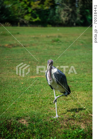 Beautiful shot of Marabou stork 70038441