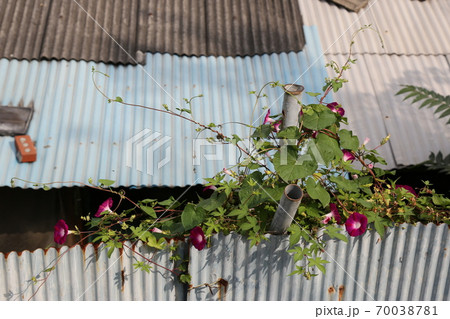 植物 住宅 家 70038781