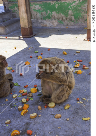 the legendary monkeys of gibraltar 70039430