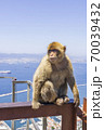 the legendary monkeys of gibraltar 70039432