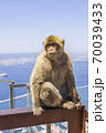 the legendary monkeys of gibraltar 70039433