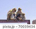 the legendary monkeys of gibraltar 70039434