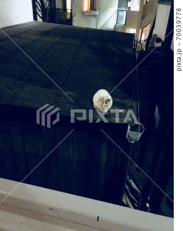 屋根で丸まる子猫 70039778