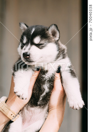 Four-week-old Husky Puppy Of White-gray-black Color Closed Eyes And Sitting In Hands Of Owner 70040338