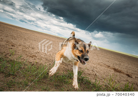 Angry Aggressive Mad Dog Running On Camera Angry Aggressive Mad Dog Running On Camera 70040340