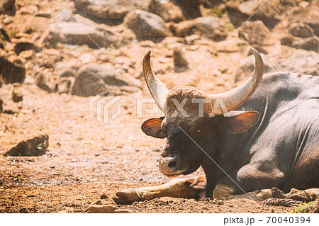 Goa, India. Gaur Bull, Bos Gaurus Or Indian... - Stock Photo [70040394] -  PIXTA