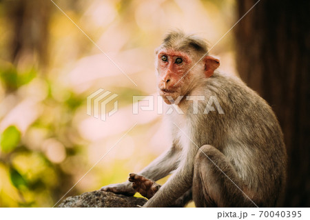 Goa, India. Old Bonnet Macaque Monkey - Macaca Radiata Or Zati. Close Up Portrait Goa, India. Old Bonnet Macaque Monkey - Macaca Radiata Or Zati. Close Up Portrait 70040395
