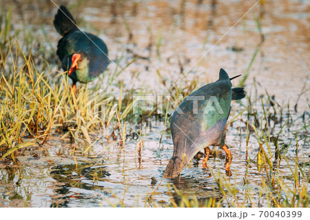 Goa, India. Two Grey-headed Swamphen Birds In Morning Looking For Food In Swamp. Porphyrio Poliocephalus Goa, India. Two Grey-headed Swamphen Birds In Morning Looking For Food In Swamp. Porphyrio Poliocephalus 70040399
