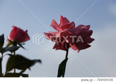 荒尾市 おもやい市民花壇 バラの花、 荒尾市 おもやい市民花壇 バラの花、 70040436