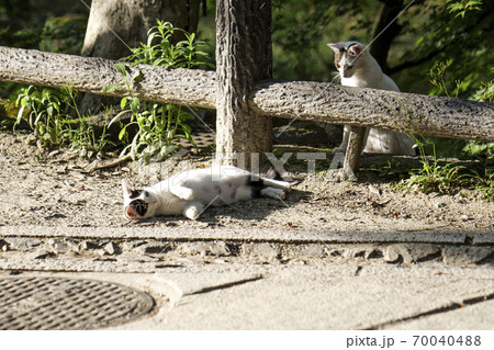 夕暮れ、仲良くリラックスしている二匹の可愛い子猫 70040488