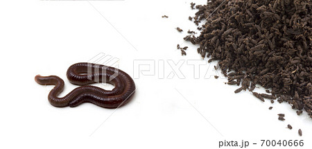 Vermicompost 70040666