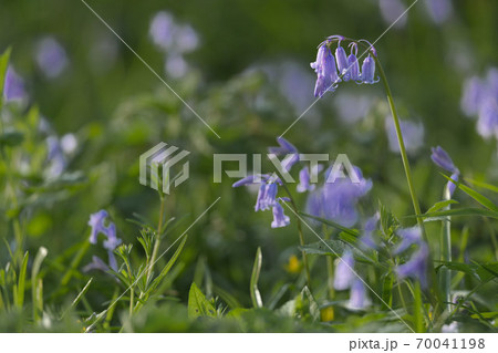 native english bluebell native english bluebell 70041198