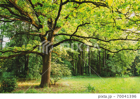 Green Oak Tree in Summer Park Forest. Spring Nature Landscape Green Oak Tree in Summer Park Forest. Spring Nature Landscape 70041396