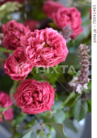 赤いフリル咲きのバラ 赤いフリル咲きのバラ 70041465