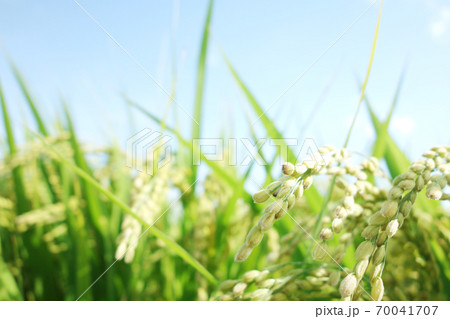 稲穂 水田 コメ 稲穂 水田 コメ 70041707