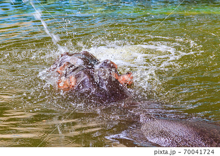 Common hippopotamus (Hippopotamus amphibius) or hippo in water 70041724