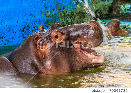 Common hippopotamus (Hippopotamus amphibius) or hippo in water Common hippopotamus (Hippopotamus amphibius) or hippo in water 70041725