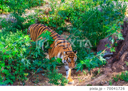 Portrait of a tiger (Panthera tigris) 70041726
