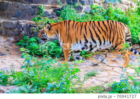 Portrait of a tiger (Panthera tigris) 70041727