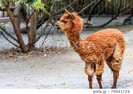 Brown alpaca (Vicugna pacos) on farmyard Brown alpaca (Vicugna pacos) on farmyard 70041729