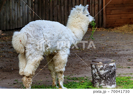 White alpaca (Vicugna pacos) on farmyard White alpaca (Vicugna pacos) on farmyard 70041730