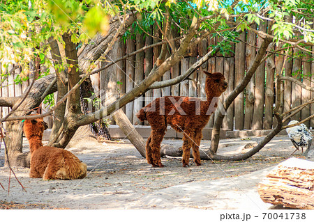 Brown alpacas (Vicugna pacos) on farmyard Brown alpacas (Vicugna pacos) on farmyard 70041738