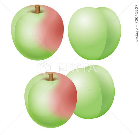 梅の実のイラストのイラスト素材 梅の実のイラストのイラスト素材