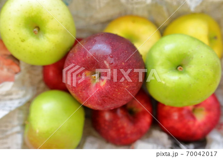 早生りんご 早生りんご 70042017
