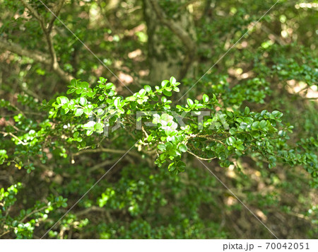福岡県古処山の柘植林 福岡県古処山の柘植林 70042051