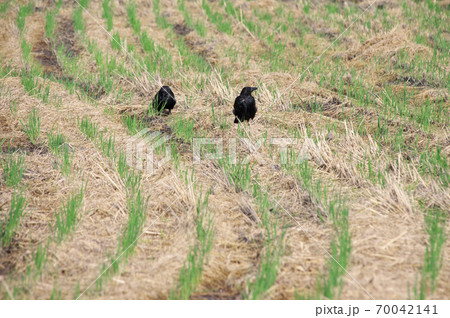 カラスの落穂拾い 70042141