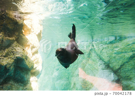 よこはま動物園ズーラシア・神奈川県、日本 よこはま動物園ズーラシア・神奈川県、日本 70042178
