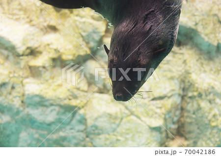 よこはま動物園ズーラシア・神奈川県、日本 70042186