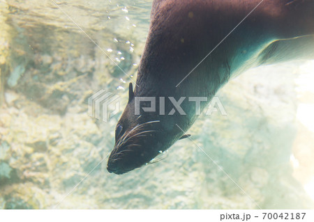 よこはま動物園ズーラシア・神奈川県、日本 70042187