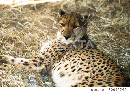 よこはま動物園ズーラシア・神奈川県、日本 よこはま動物園ズーラシア・神奈川県、日本 70042242