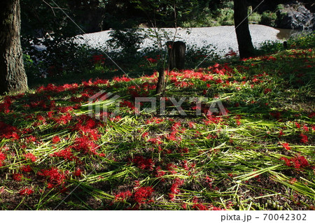 土に還る巾着田ヒガンバナ(2020年9月) 土に還る巾着田ヒガンバナ(2020年9月) 70042302