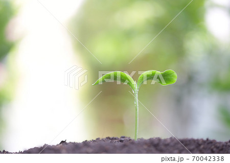 Young green plants growing in the morning  70042338
