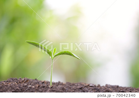 Young green plants growing in the morning  70042340