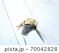 公園にいた変わった色のカエル 70042828