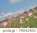 公園のコスモスと秋の青空 70042831
